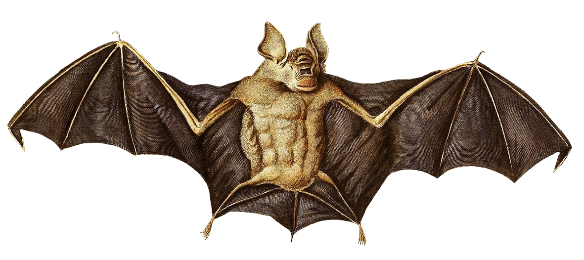 banner illustration of a bat